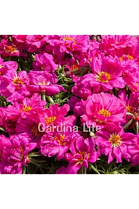 İpek Çiçeği Fidesi Katmerli Fuchsia Portulaca 10 Adet - 2