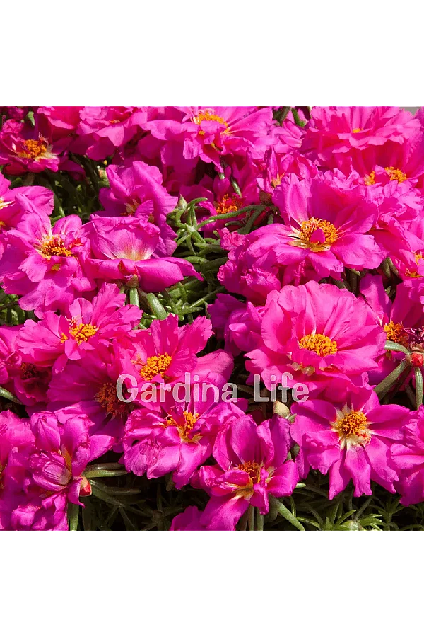 İpek Çiçeği Fidesi Katmerli Fuchsia Portulaca 10 Adet - 2