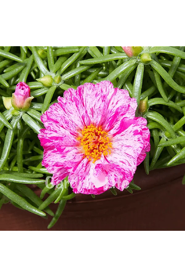İpek Çiçeği Fidesi Katmerli Peppermint Portulaca 10 Adet
