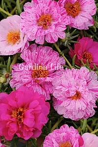 İpek Çiçeği Fidesi Katmerli Peppermint Portulaca 10 Adet - 2