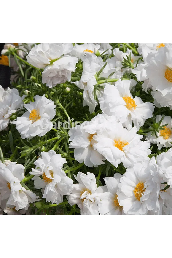 İpek Çiçeği Fidesi Katmerli White Portulaca 10 Adet