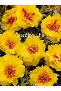 İpek Çiçeği Fidesi Katmerli Yellow Portulaca 10 Adet - 1