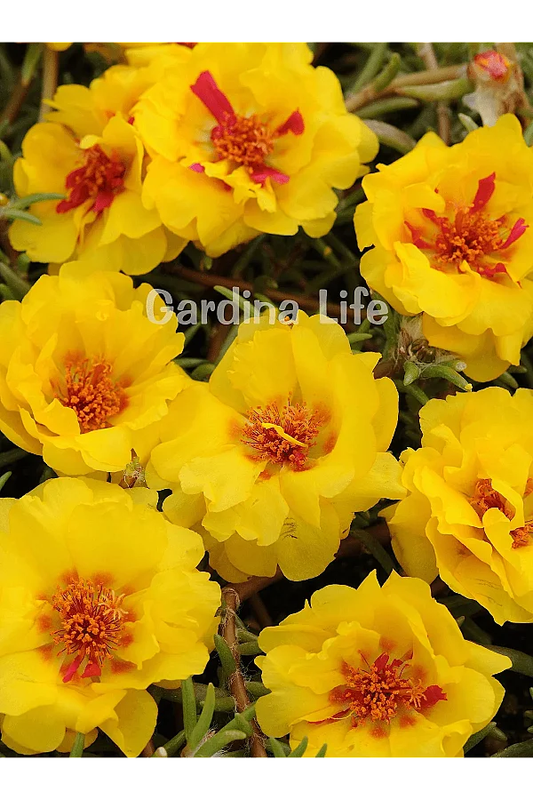 İpek Çiçeği Fidesi Katmerli Yellow Portulaca 10 Adet