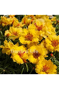 İpek Çiçeği Fidesi Katmerli Yellow Portulaca 10 Adet - 2