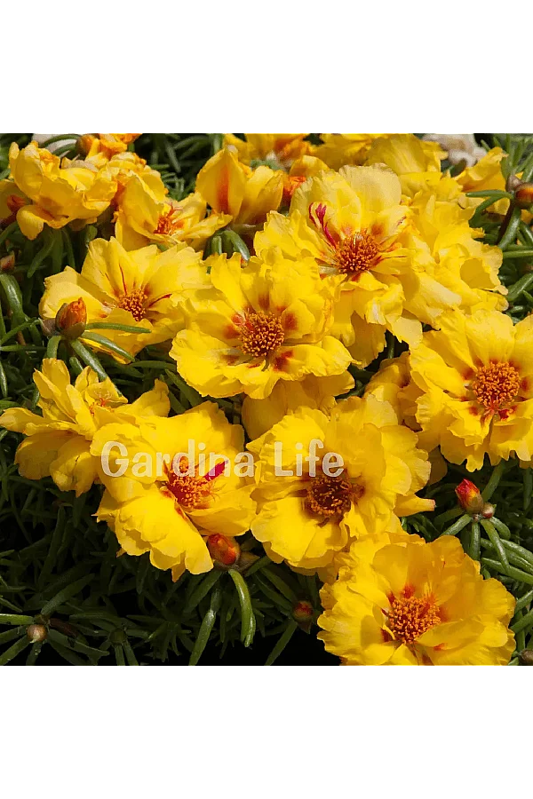 İpek Çiçeği Fidesi Katmerli Yellow Portulaca 10 Adet - 2