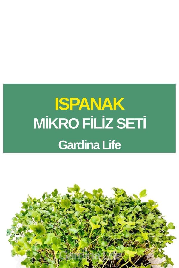 Ispanak Mikro Filiz Seti - 