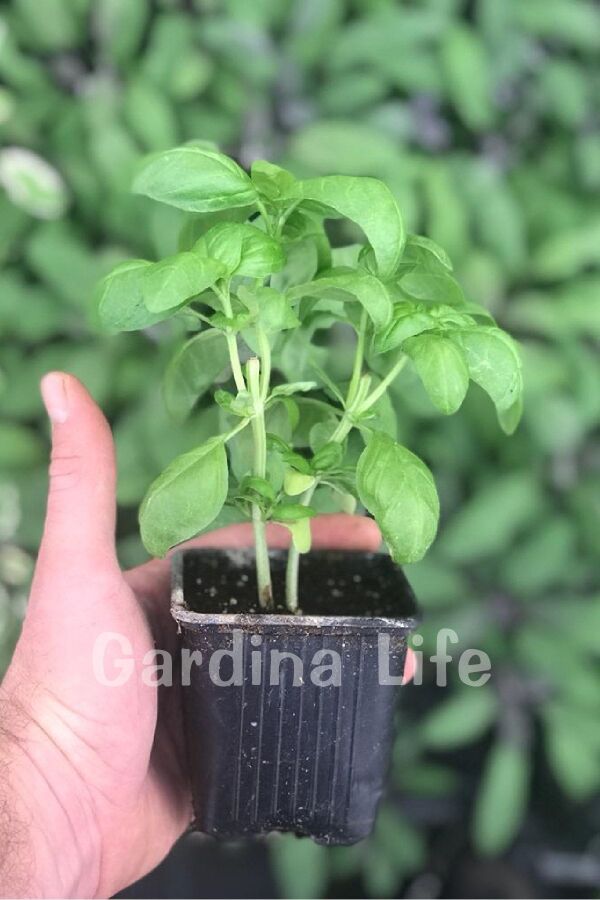 Italyan Fesleğen 1 Adet ( Yeşil Fesleğen ) Tüketime Hazır - Gardina