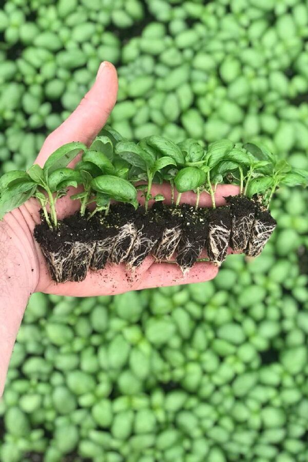 Italyan Fesleğen Fidesi 10 Adet ( Geniş Yapraklı Yeşil Fesleğen ) - Gardina