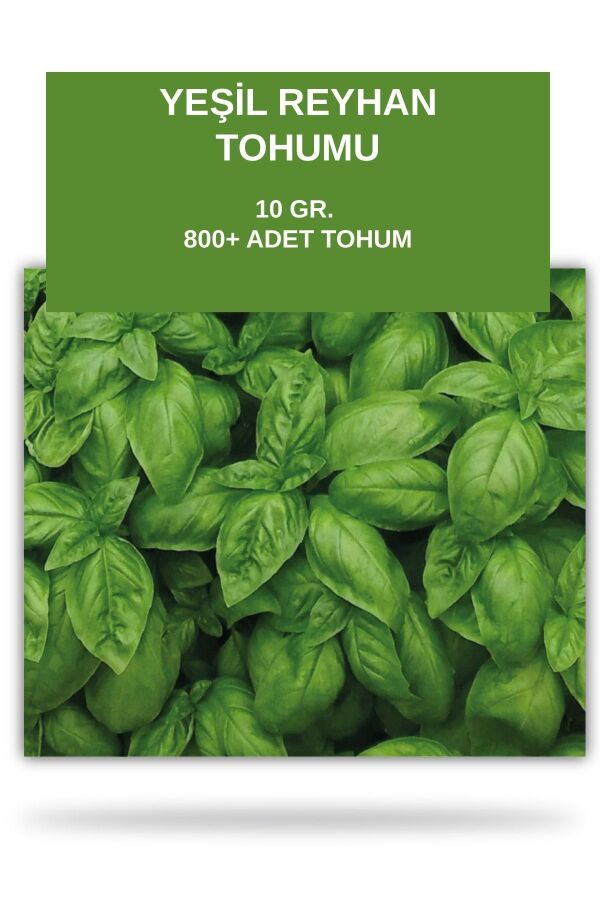 Italyan Fesleğen Tohumu 10 gram ( Yeşil Reyhan ) 800 Tohum - 