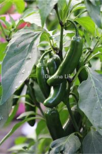 JALAPENO Biber Fidesi 5 Adet - 1