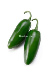 JALAPENO Biber Fidesi 5 Adet - 3