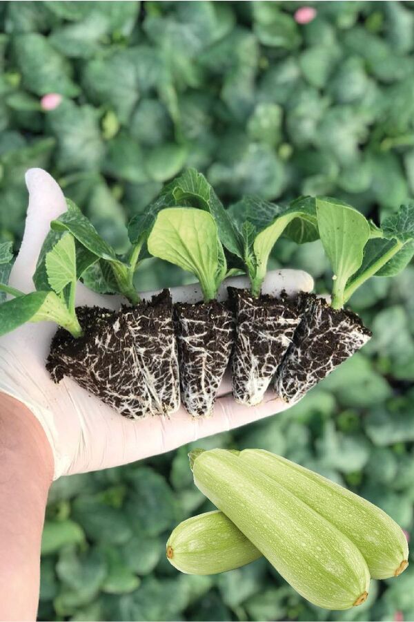 Kabak Fidesi (sakız Kabak Beyaz ) 5 Adet - Gardina