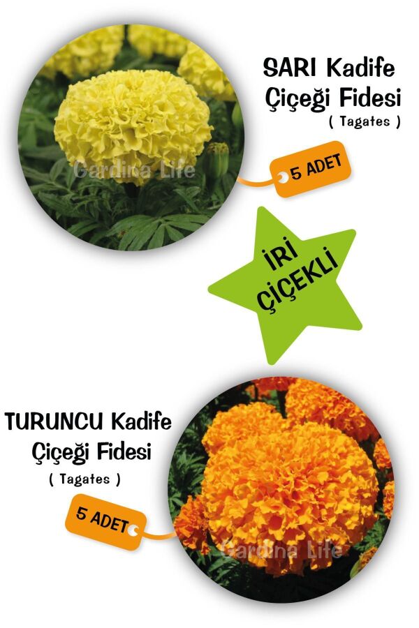Kadife Çiçeği Fidesi Mıx 10 Adet ( Yellow - Orange Tagates ) - 