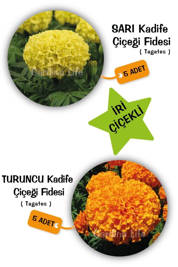 Kadife  Fidesi Mıx 10 Adet ( Yellow - Orange Tagates )