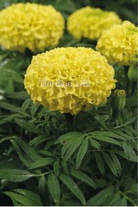 Kadife  Fidesi Mıx 10 Adet ( Yellow - Orange Tagates ) - 3