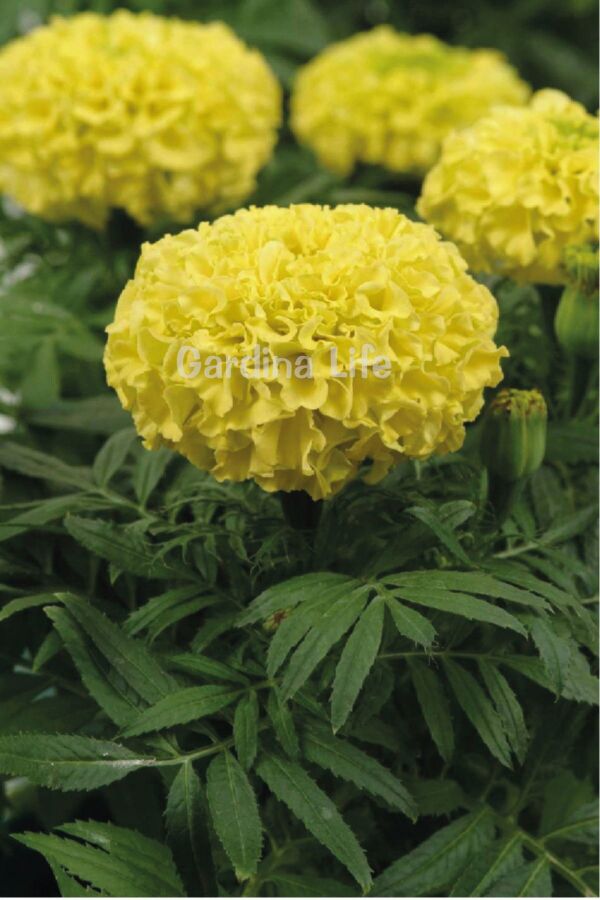Kadife  Fidesi Mıx 10 Adet ( Yellow - Orange Tagates ) - 3