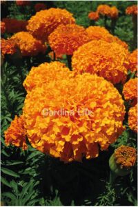 Kadife  Fidesi Mıx 10 Adet ( Yellow - Orange Tagates ) - 4