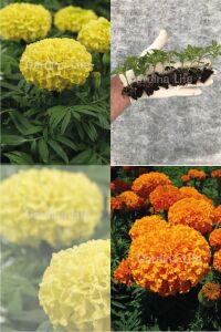 Kadife  Fidesi Mıx 10 Adet ( Yellow - Orange Tagates ) - 5