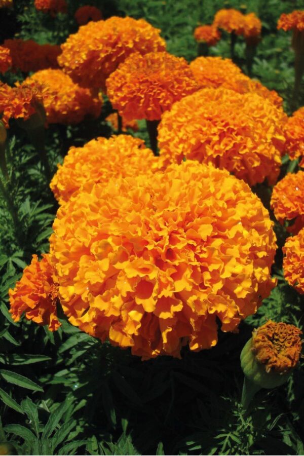 Kadife  Fidesi Orange 10 Adet ( Tagates )