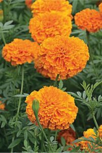 Kadife  Fidesi Orange 10 Adet ( Tagates ) - 4