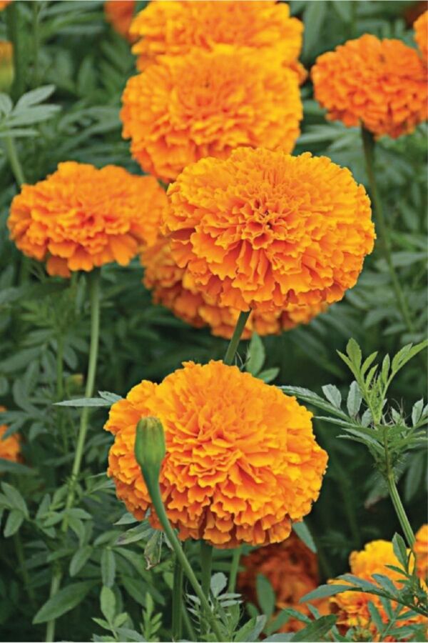 Kadife  Fidesi Orange 10 Adet ( Tagates ) - 4