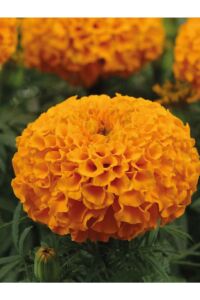 Kadife  Fidesi Orange 10 Adet ( Tagates ) - 5