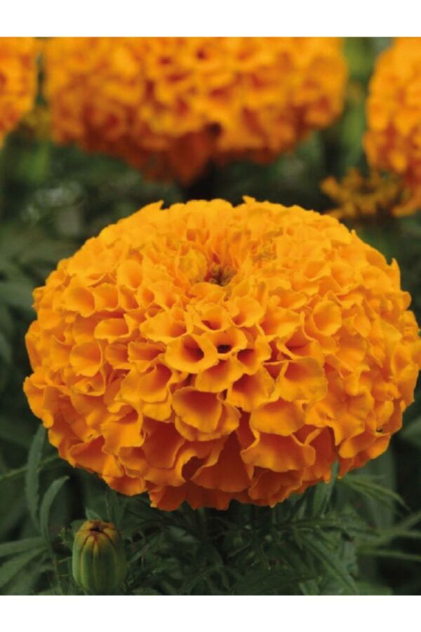 Kadife  Fidesi Orange 10 Adet ( Tagates ) - 5