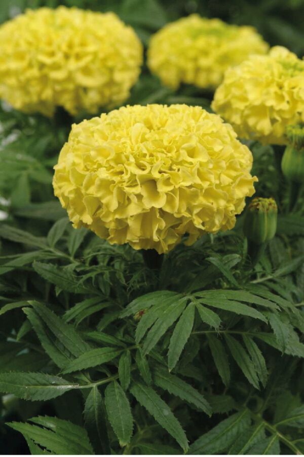 Kadife Çiçeği Fidesi Yellow 10 Adet ( Tagates ) - 