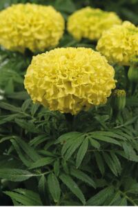 Kadife  Fidesi Yellow 10 Adet ( Tagates ) - 1
