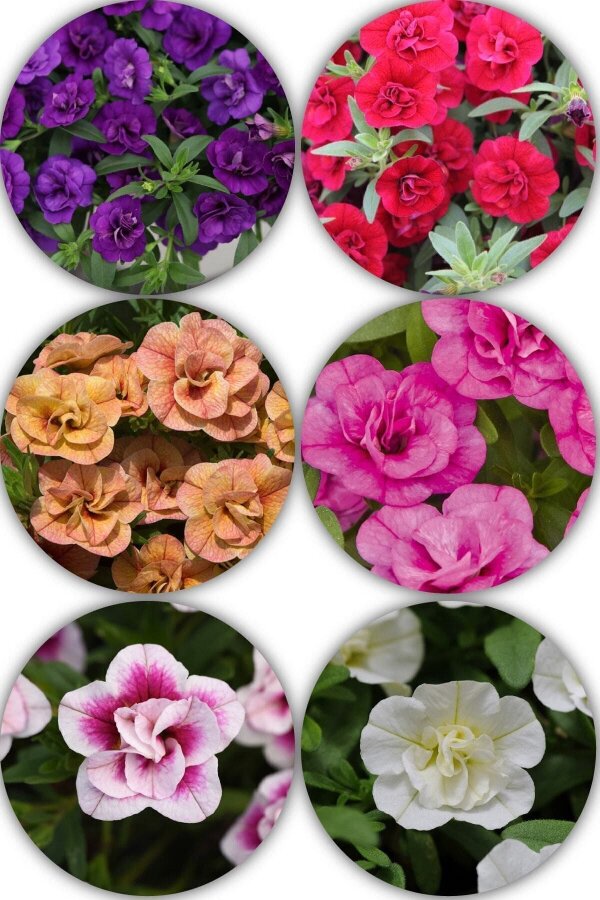 Kalibroşa Milyon Çanlar Çiçeği Fide Seti 4 Adet Katmerli Sarkan Cins - Gardina