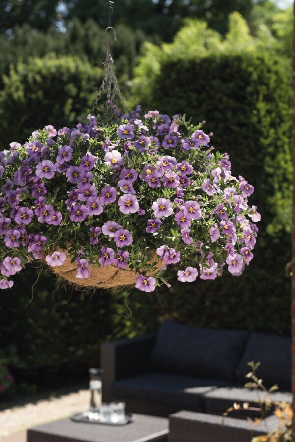 Kalibroşa Milyon Çanlar Çiçeği Fidesi Calibrachoa Blue 1 Adet - 