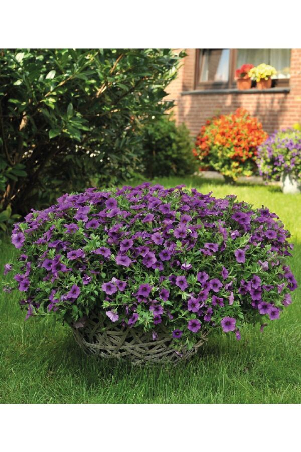 Kalibroşa Milyon Çanlar Çiçeği Fidesi Calibrachoa Dark Lavender 1 Adet - Gardina