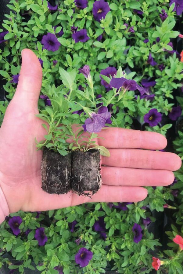 Kalibroşa Milyon Çanlar  Fidesi Dark Lavender  - 4