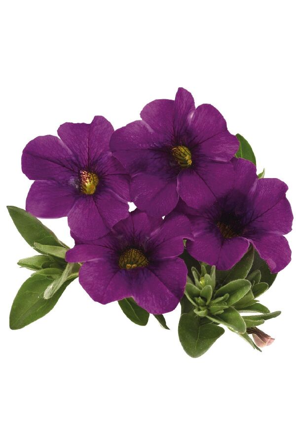 Kalibroşa Milyon Çanlar  Fidesi Dark Lavender  - 5