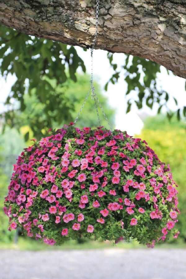 Kalibroşa Milyon Çanlar Çiçeği Fidesi Calibrachoa Hot Pink 1 Adet - 