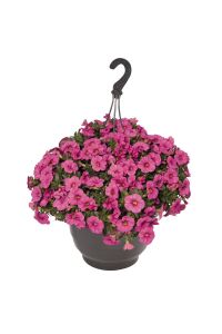 Kalibroşa Milyon Çanlar  Fidesi Hot Pink  - 4