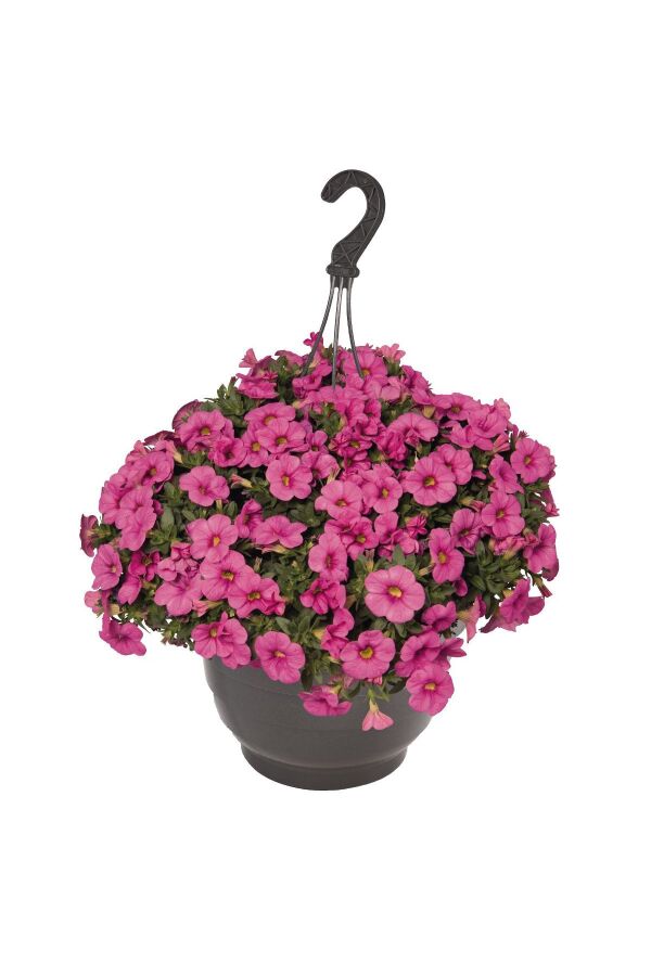 Kalibroşa Milyon Çanlar  Fidesi Hot Pink  - 4