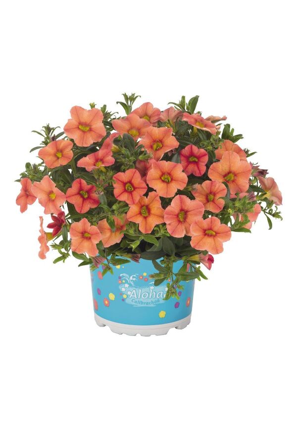 Kalibroşa Milyon Çanlar Çiçeği Fidesi Calibrachoa Mandarin 1 Adet - 