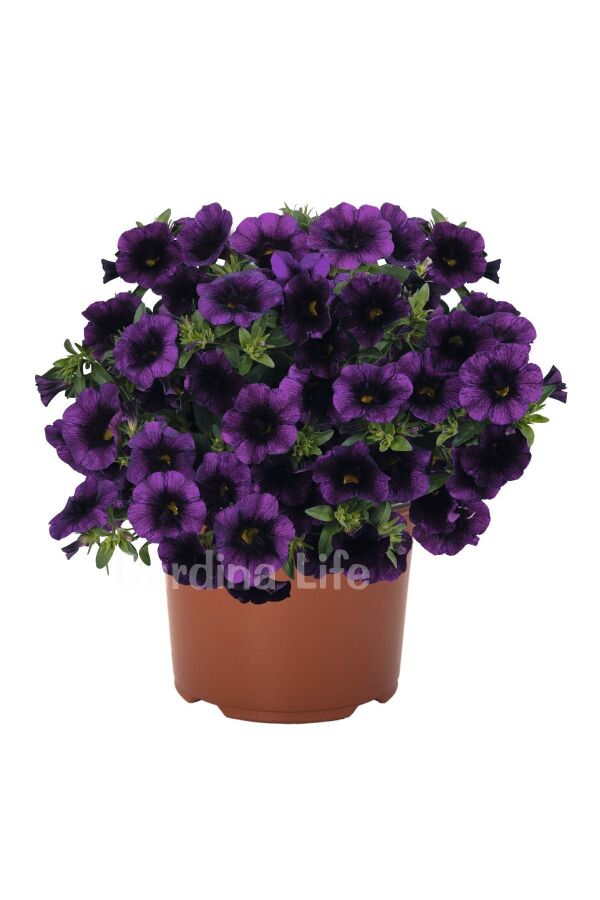 Kalibroşa Milyon Çanlar Çiçeği Fidesi Calibrachoa Midnight Purple 1 Adet - 