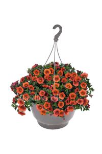 Kalibroşa Milyon Çanlar  Fidesi Orange Aloha Classic  - 1