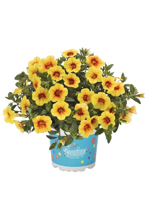 Kalibroşa Milyon Çanlar Çiçeği Fidesi Calibrachoa Pineapple 1 Adet - 