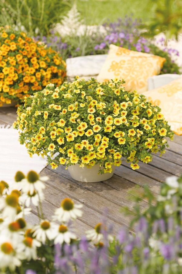 Kalibroşa Milyon Çanlar Çiçeği Fidesi Calibrachoa Pineapple 1 Adet - Gardina