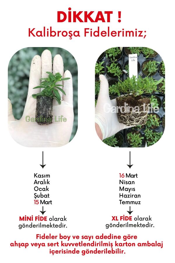 Kalibroşa Milyon Çanlar  Fidesi Pineapple  - 3