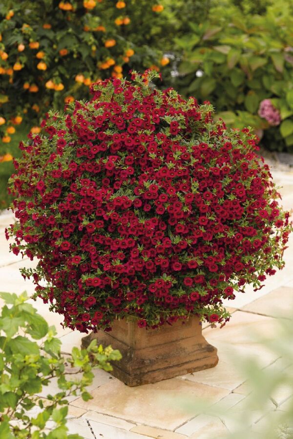 Kalibroşa Milyon Çanlar Çiçeği Fidesi Calibrachoa Red 1 Adet - Gardina