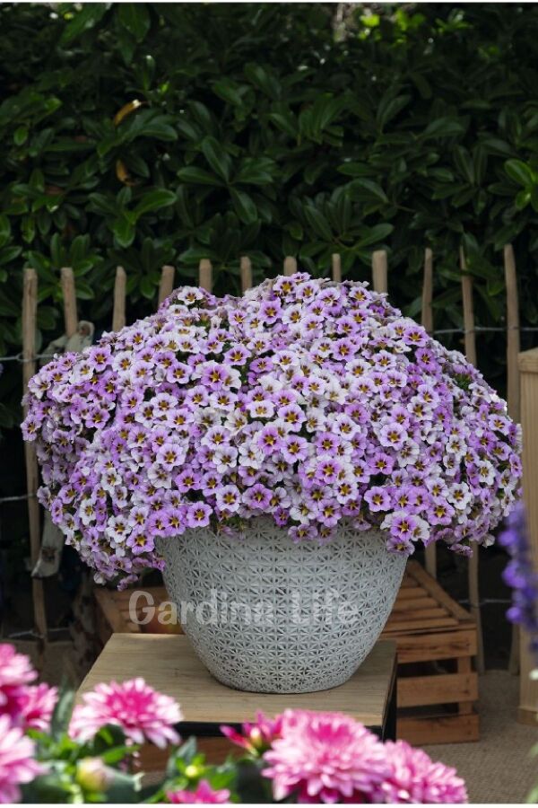 Kalibroşa Milyon Çanlar Çiçeği Fidesi Calibrachoa Sky Blue 1 Adet - 