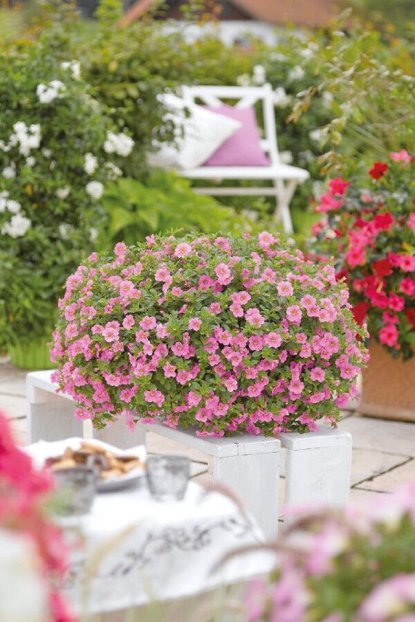 Kalibroşa Milyon Çanlar Çiçeği Fidesi Calibrachoa Soft Pink 1 Adet - 