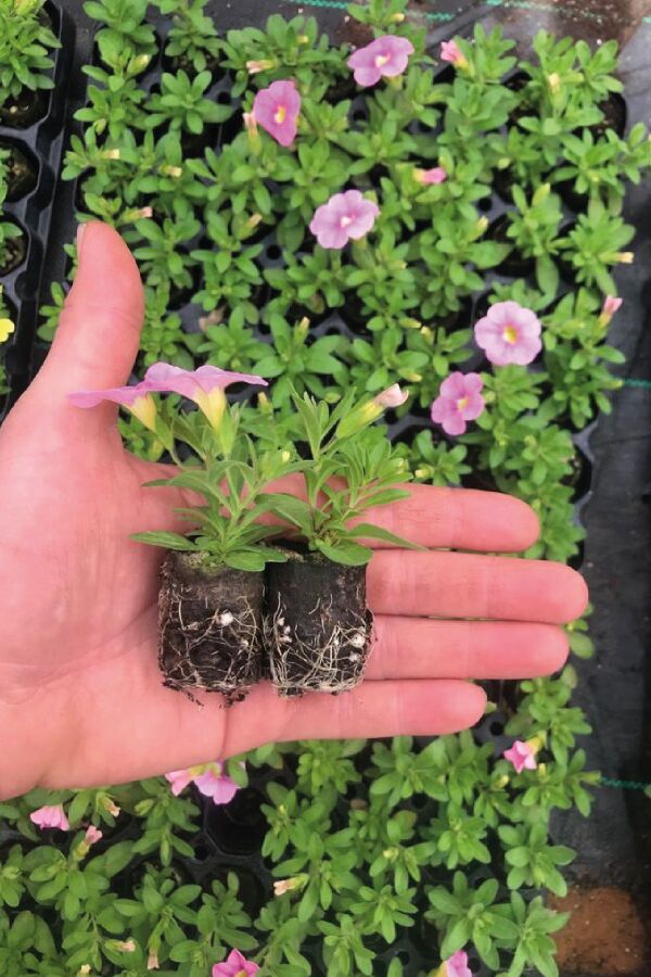 Kalibroşa Milyon Çanlar  Fidesi Soft Pink  - 4