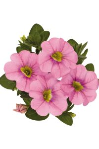 Kalibroşa Milyon Çanlar  Fidesi Soft Pink  - 5