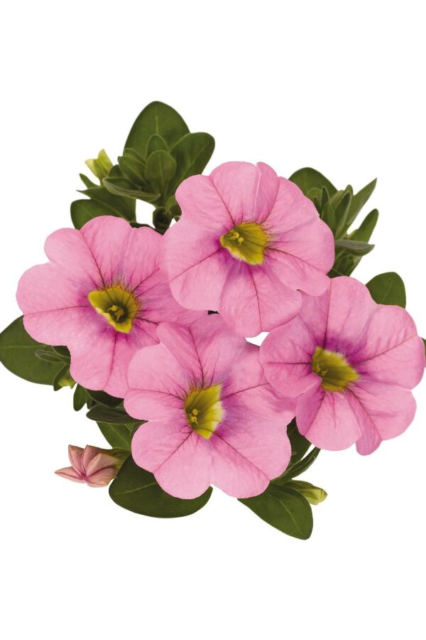 Kalibroşa Milyon Çanlar  Fidesi Soft Pink  - 5