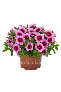 Kalibroşa Milyon Çanlar  Fidesi Tiki Pink  - 1